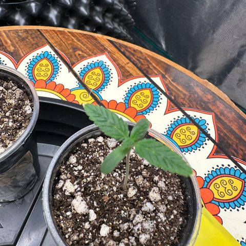 Gorilla Ghost growlog timeline photo