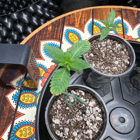 Gorilla Banana growlog timeline photo