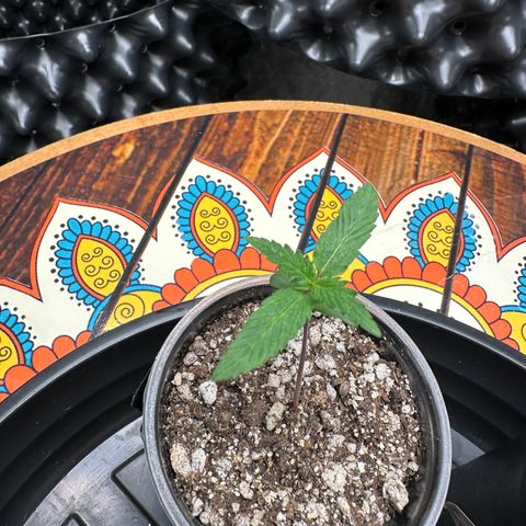 Gorilla Rainbow growlog timeline photo