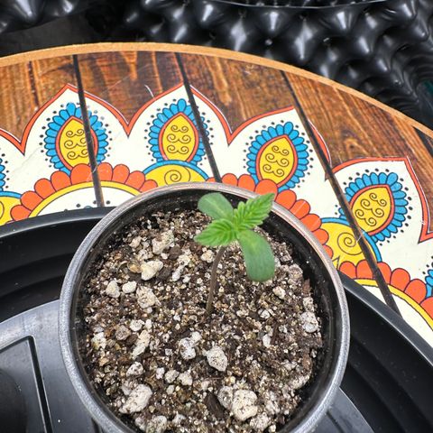 White Gorilla growlog timeline photo