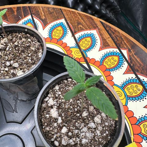 Gorilla Ghost growlog timeline photo