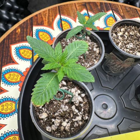 Gorilla Banana growlog timeline photo