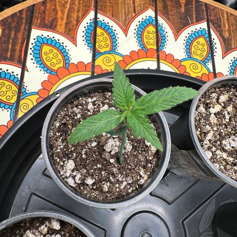 Gorilla Rainbow growlog timeline photo