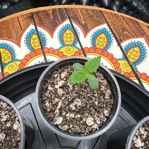 White Gorilla growlog timeline photo