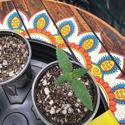 Gorilla Ghost growlog timeline photo