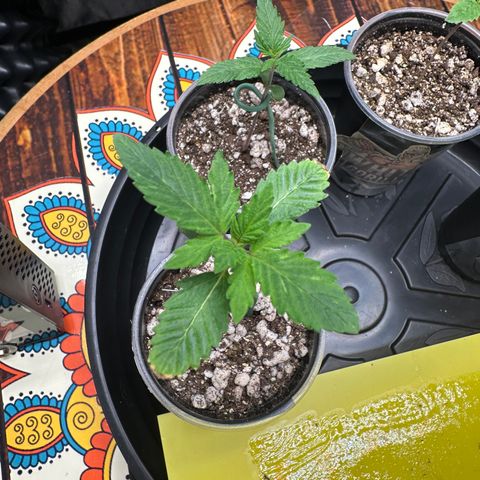 Gorilla Banana growlog timeline photo