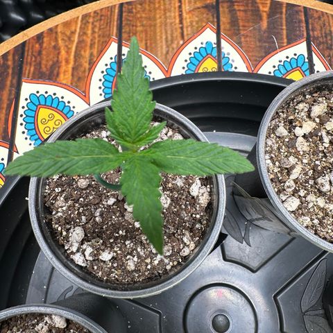 Gorilla Rainbow growlog timeline photo