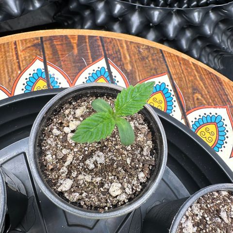 White Gorilla growlog timeline photo