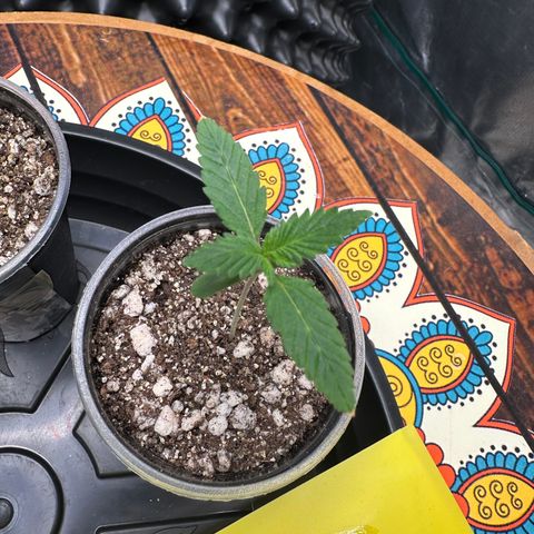 Gorilla Ghost growlog timeline photo