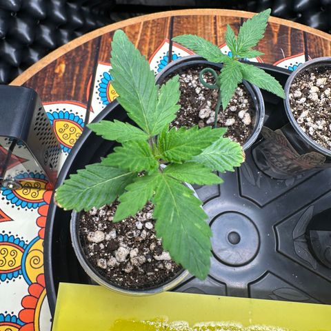 Gorilla Banana growlog timeline photo