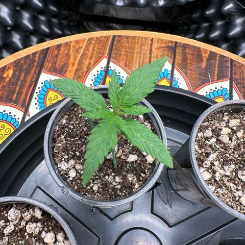 Gorilla Rainbow growlog timeline photo
