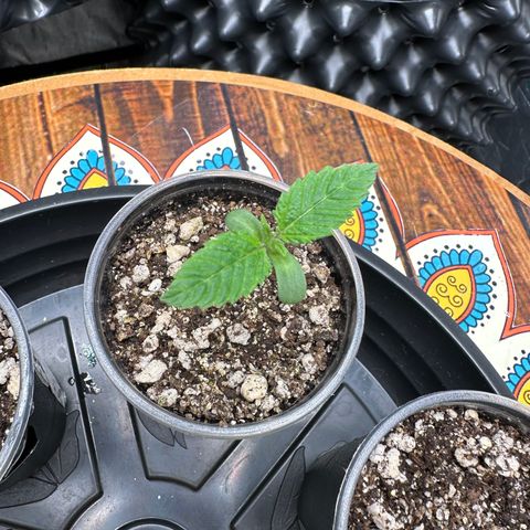 White Gorilla growlog timeline photo