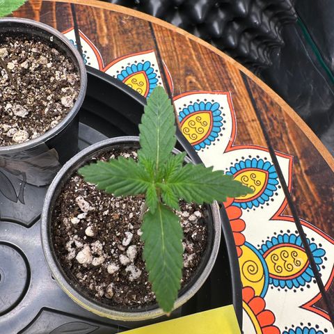Gorilla Ghost growlog timeline photo