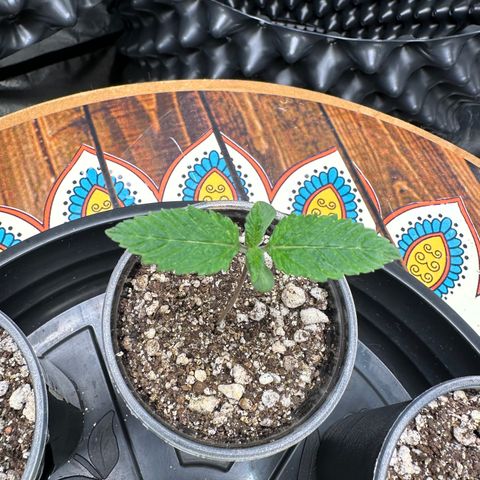 White Gorilla growlog timeline photo