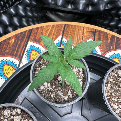 Gorilla Rainbow growlog timeline photo