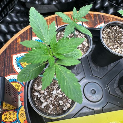 Gorilla Banana growlog timeline photo