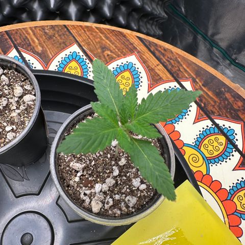 Gorilla Ghost growlog timeline photo