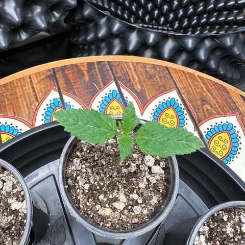 White Gorilla growlog timeline photo