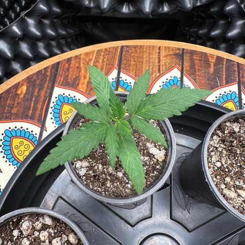 Gorilla Rainbow growlog timeline photo