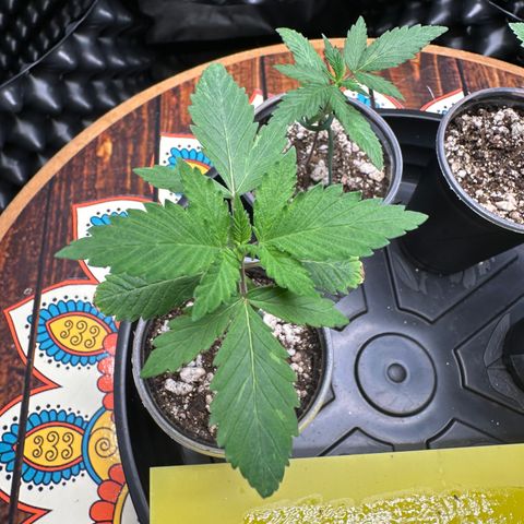 Gorilla Banana growlog timeline photo