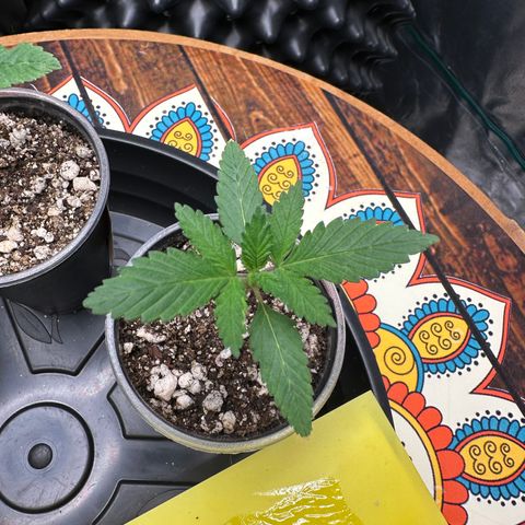 Gorilla Ghost growlog timeline photo