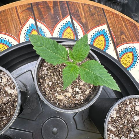 White Gorilla growlog timeline photo