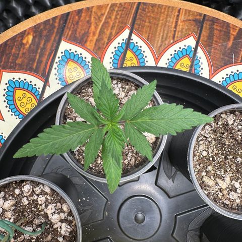Gorilla Rainbow growlog timeline photo