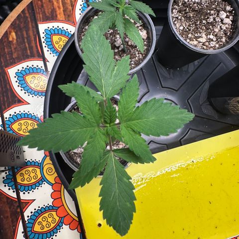 Gorilla Banana growlog timeline photo