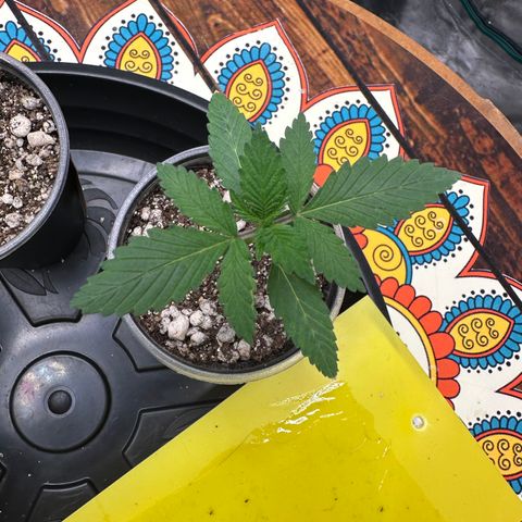 Gorilla Ghost growlog timeline photo