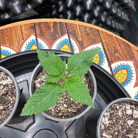 White Gorilla growlog timeline photo
