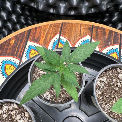 Gorilla Rainbow growlog timeline photo