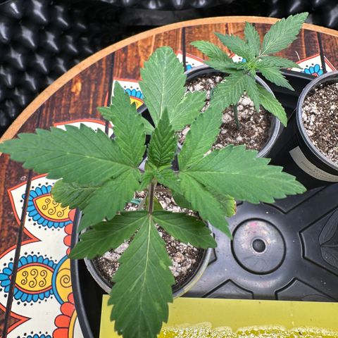 Gorilla Banana growlog timeline photo