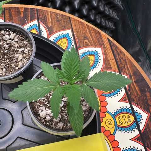 Gorilla Ghost growlog timeline photo