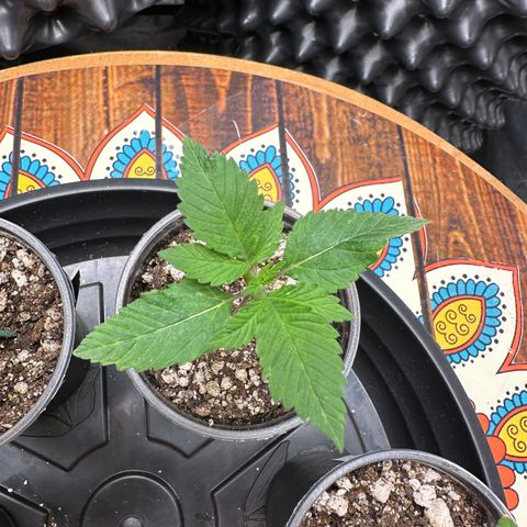 White Gorilla growlog timeline photo