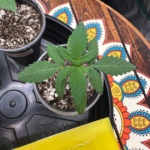 Gorilla Ghost growlog timeline photo