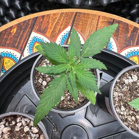 Gorilla Rainbow growlog timeline photo