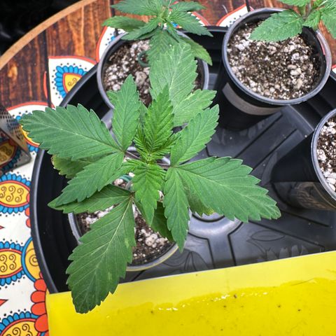 Gorilla Banana growlog timeline photo