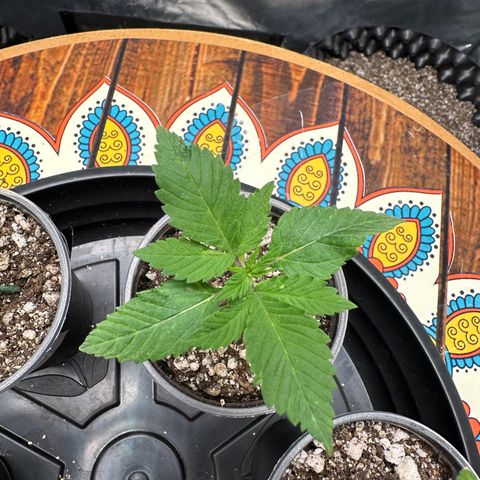 White Gorilla growlog timeline photo