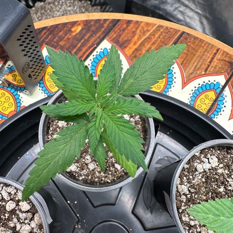Gorilla Rainbow growlog timeline photo