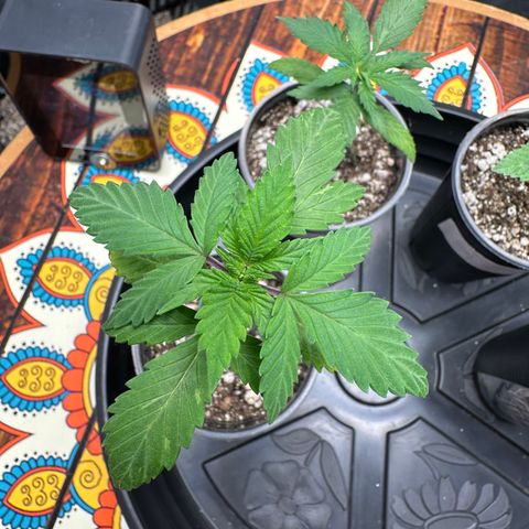 Gorilla Banana growlog timeline photo