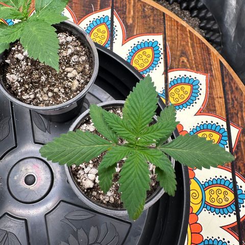 Gorilla Ghost growlog timeline photo