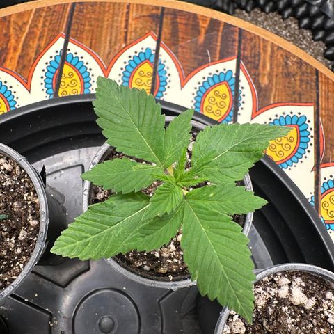 White Gorilla growlog timeline photo