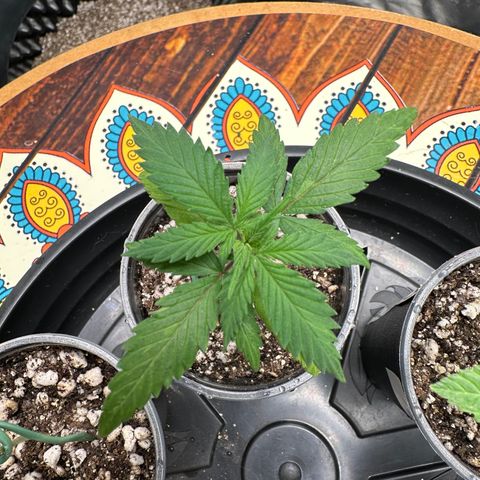 Gorilla Rainbow growlog timeline photo