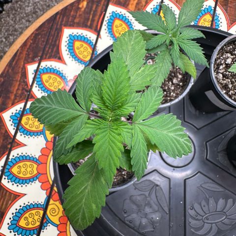 Gorilla Banana growlog timeline photo