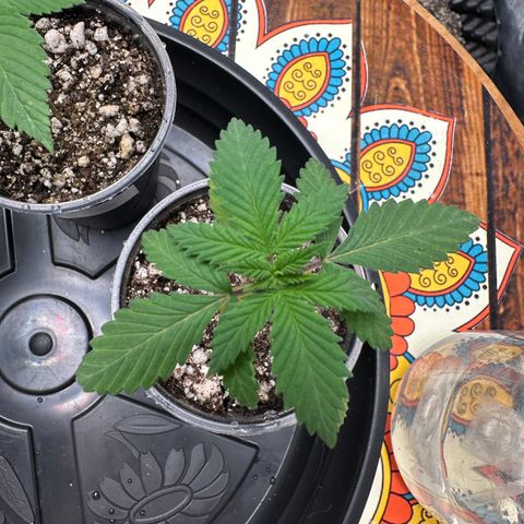 Gorilla Ghost growlog timeline photo