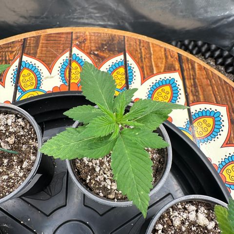 White Gorilla growlog timeline photo