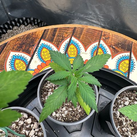 Gorilla Rainbow growlog timeline photo