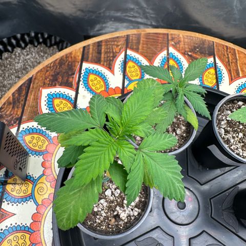 Gorilla Banana growlog timeline photo