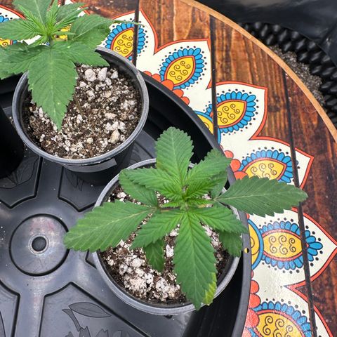Gorilla Ghost growlog timeline photo