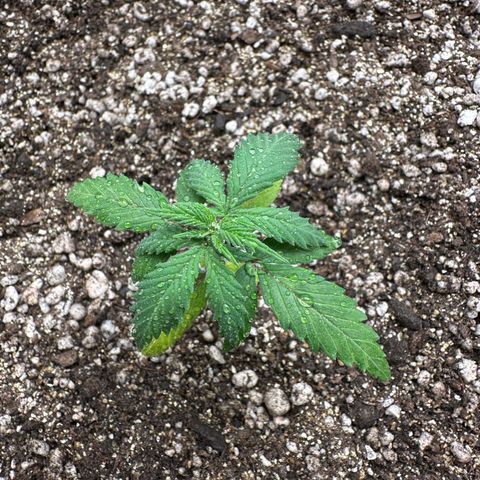 Gorilla Rainbow growlog timeline photo